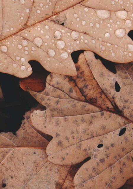 A Inveja:UM OLHAR PROFUNDO SOBRE UM SENTIMENTO HUMANO