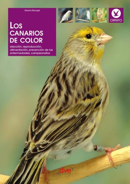 Los canarios de color