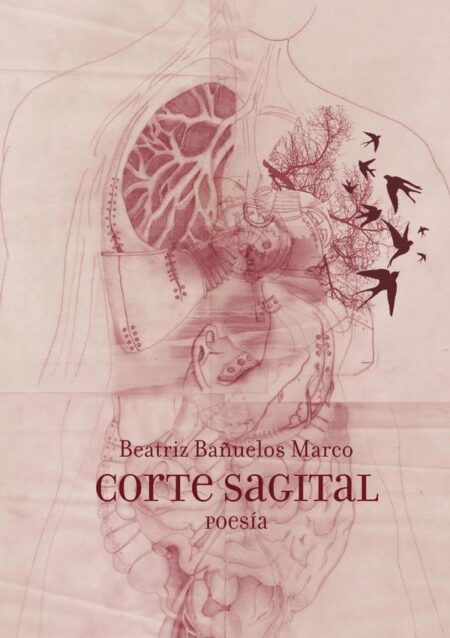 Corte Sagital