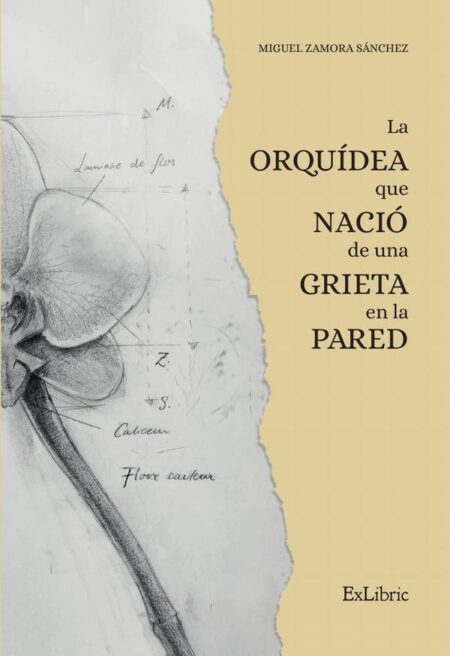 La orquídea que nació de una grieta en la pared